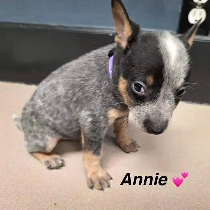 Annie thumbnail 3