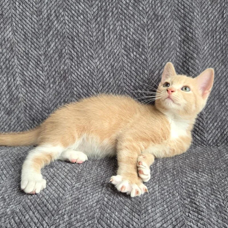 A baby small-sized male Buff / Tan / Fawn Domestic Short Hair cat named Mesa for adoption in Baltimore, MD
