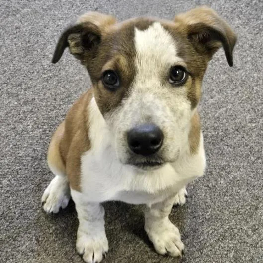 A baby small-sized female Yellow / Tan / Blond / Fawn Cattle Dog dog named Poppy for adoption in Calverton, NY