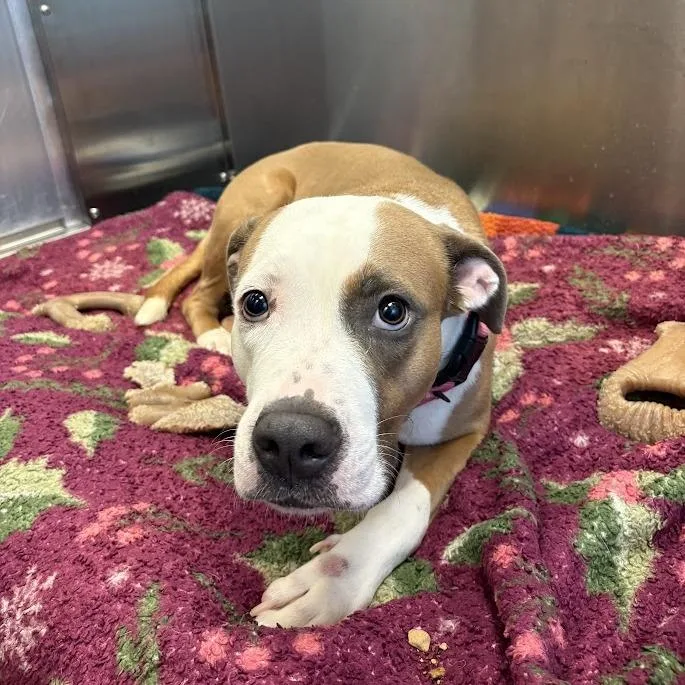 An adult medium-sized female Brown / Chocolate Mixed Breed dog named Susquehanna Shannon for adoption in Pittsburgh, PA