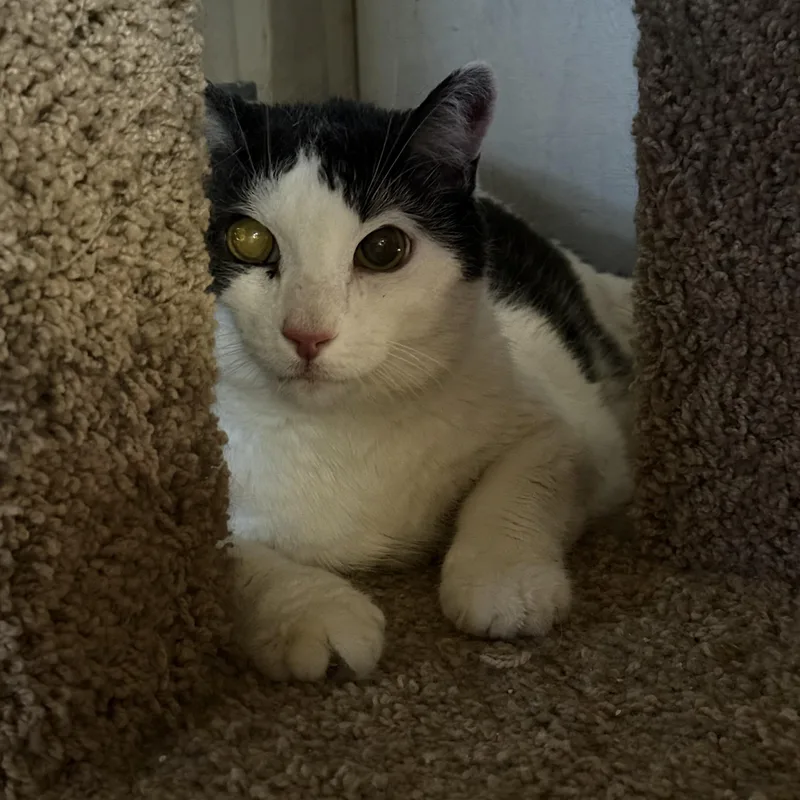 A senior extra large-sized male Black & White / Tuxedo Domestic Short Hair cat named Oscar The Grouch for adoption in Marana, AZ