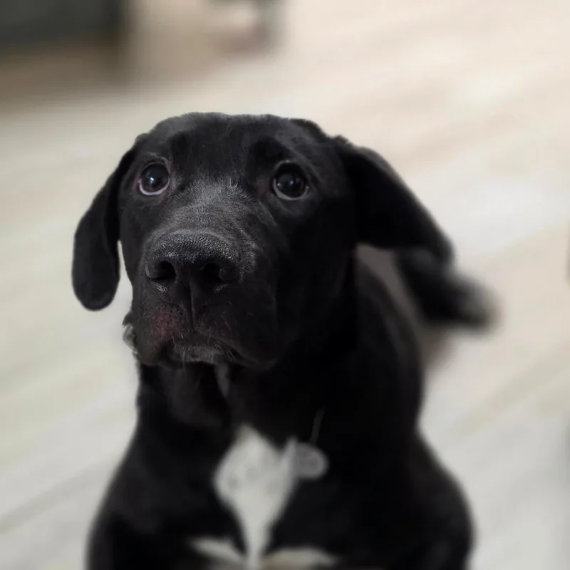 A young medium-sized female Black Labrador Retriever dog named Santa Ana for adoption in Chatham, VA
