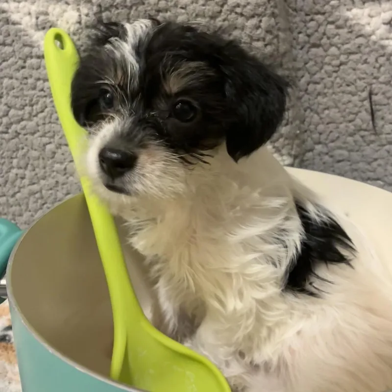 A baby small-sized female White / Cream Wire Fox Terrier dog named Three Bean for adoption in Northbrook, IL