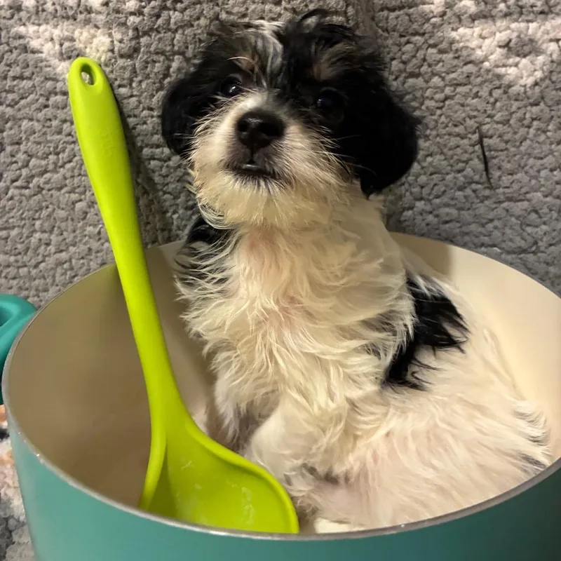 Three Bean thumbnail 3