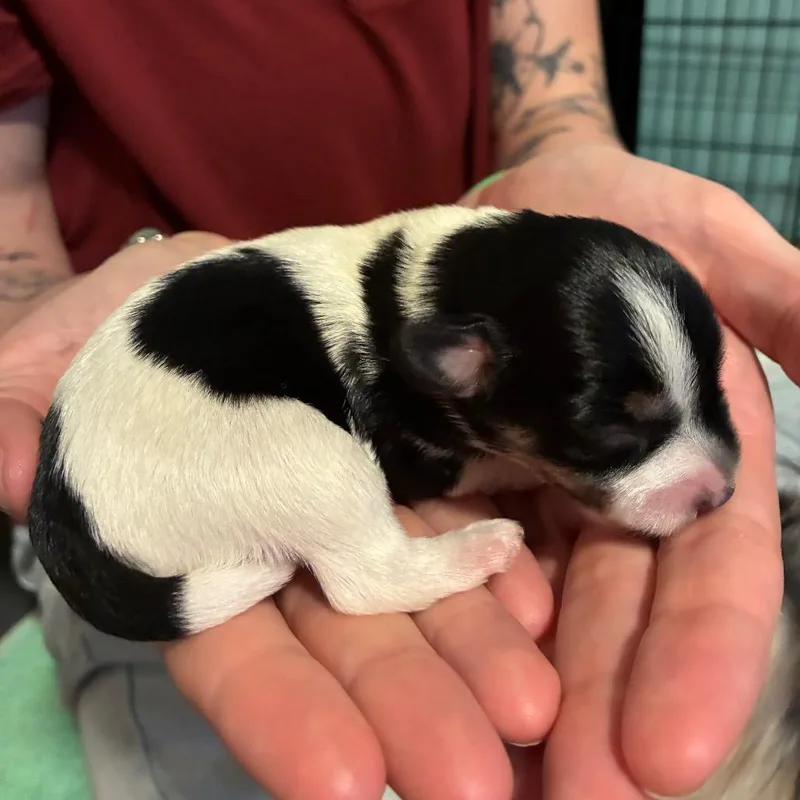 Three Bean thumbnail 4