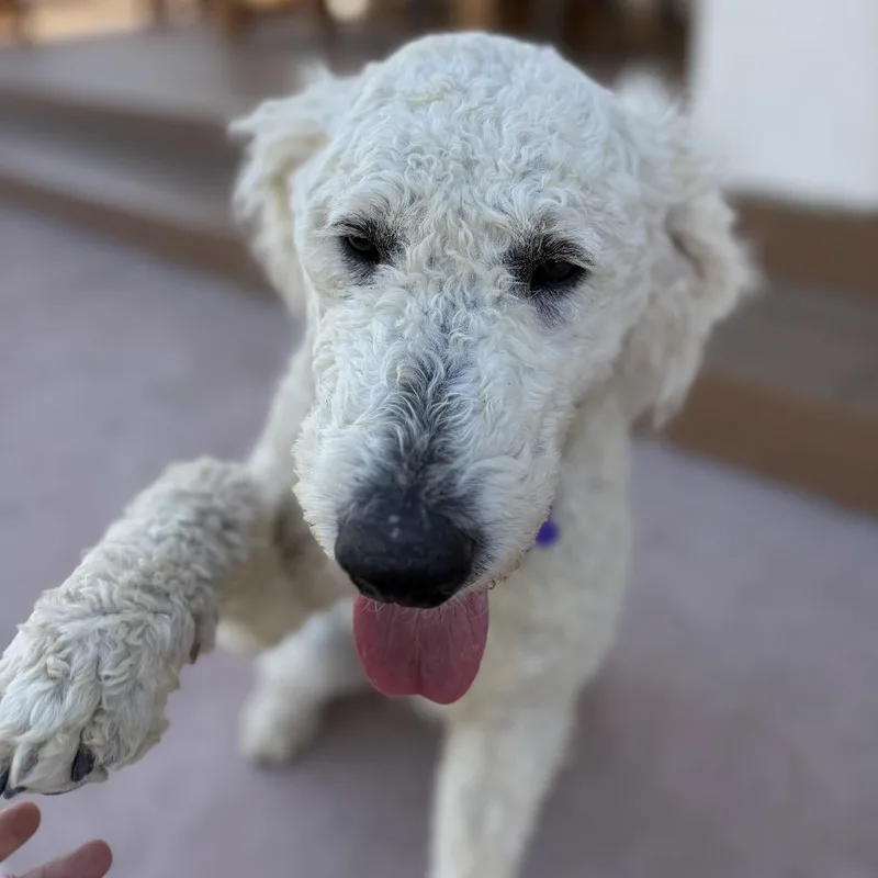 An adult medium-sized male White / Cream Standard Poodle dog named Clyde for adoption in Pacific Grove, CA