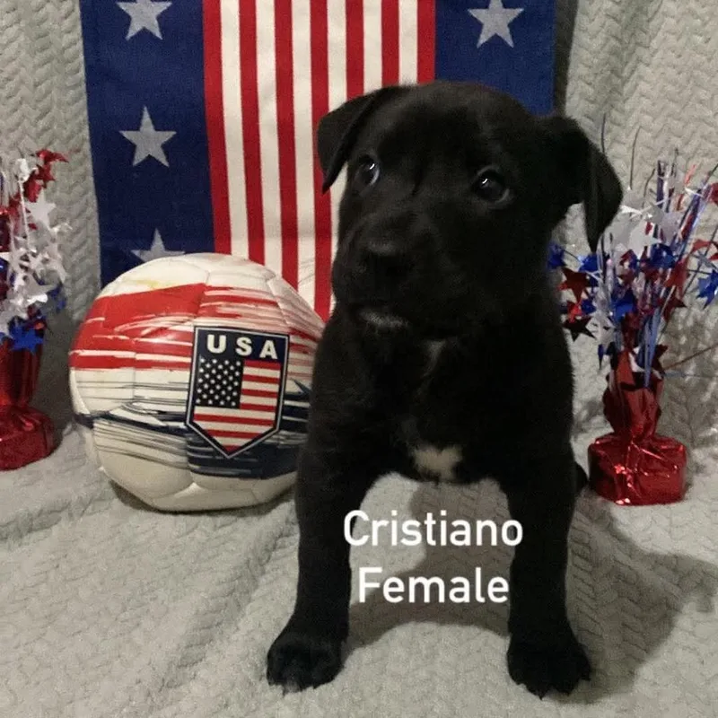 Cristiano