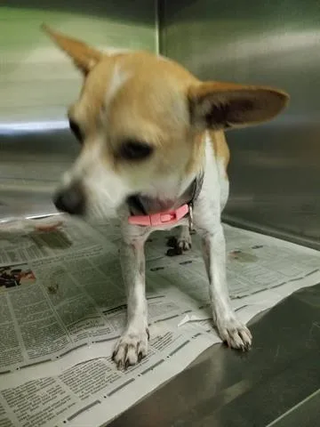 An adult small-sized female Chihuahua dog named Julia for adoption in Los Angeles, CA