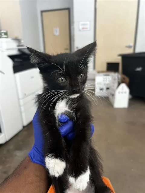 James Bond