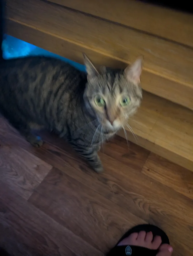 Zelda