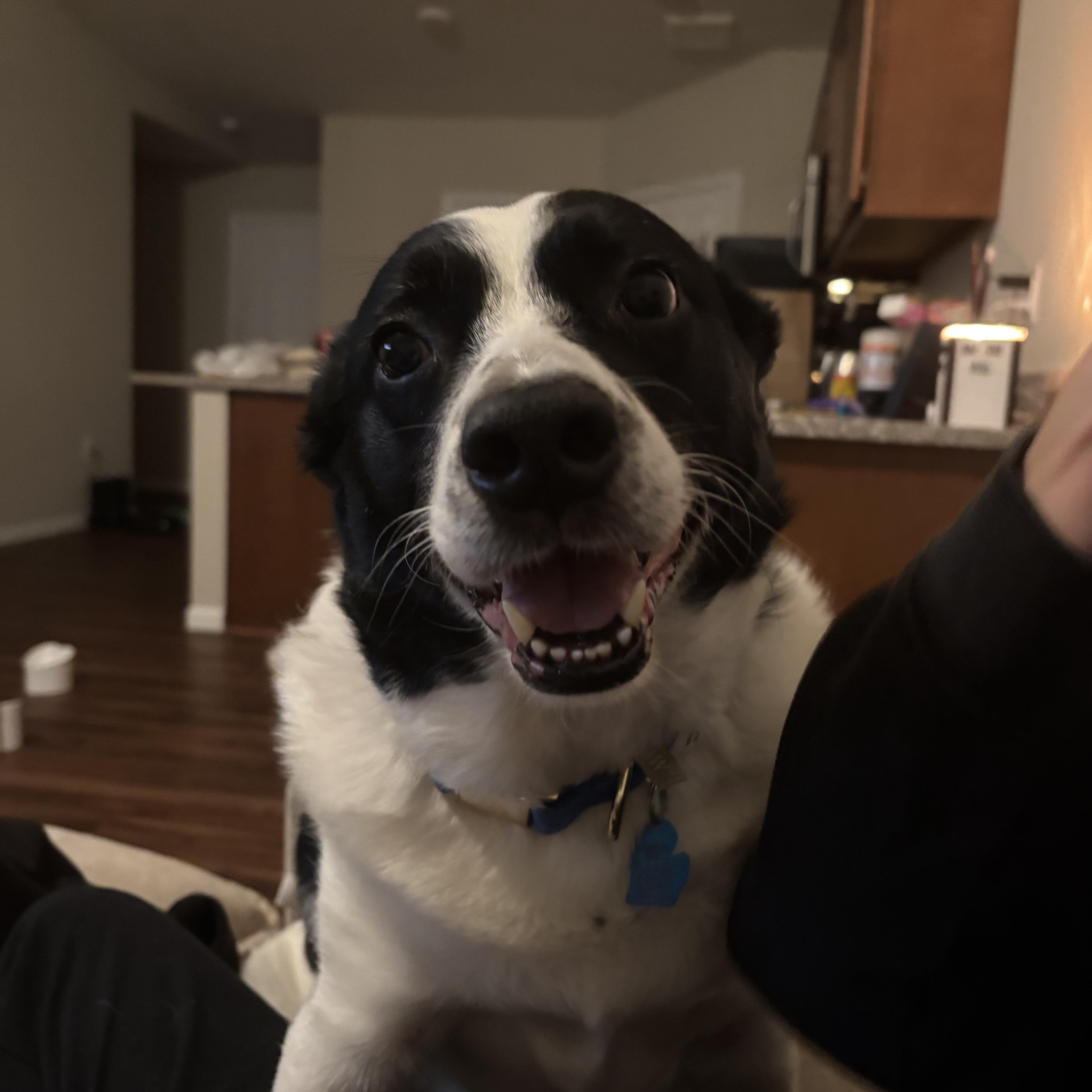 An adult medium-sized male Border Collie dog named Prince Courtesy Listed for adoption in Midland, MI