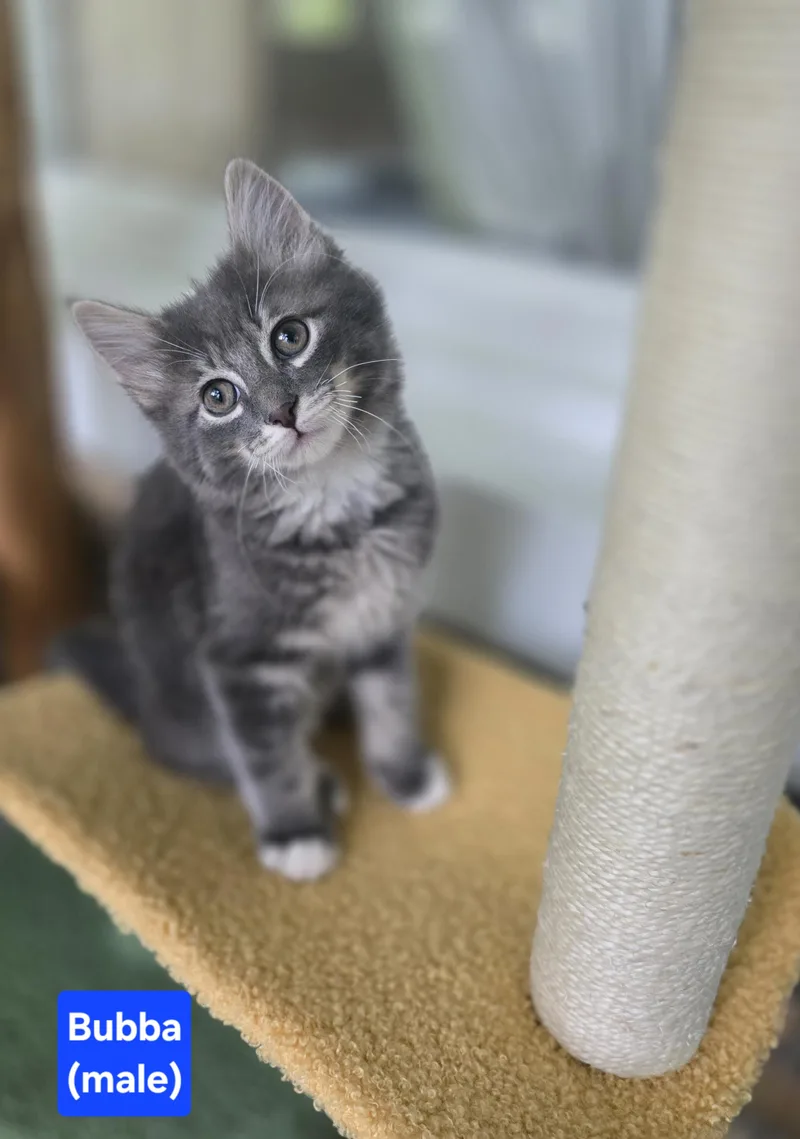 A baby small-sized male Gray & White American Shorthair cat named Bubba for adoption in Wadsworth, IL