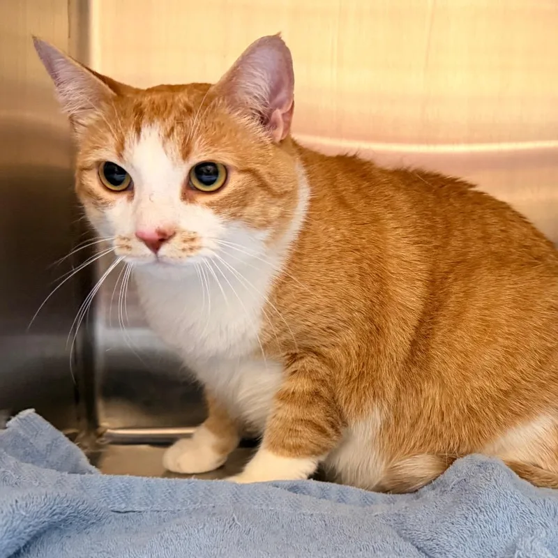 An adult extra large-sized male Domestic Short Hair cat named Roger for adoption in Morganton, NC