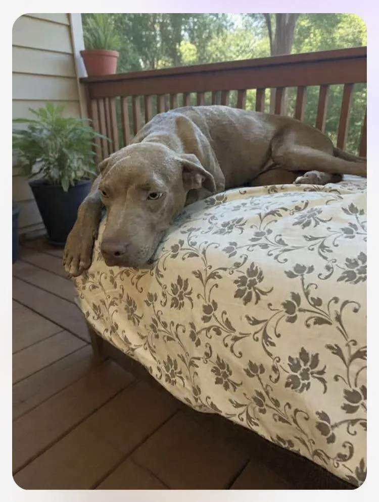 A baby medium-sized male Brown / Chocolate Pit Bull Terrier dog named Howdy for adoption in Wenonah, NJ