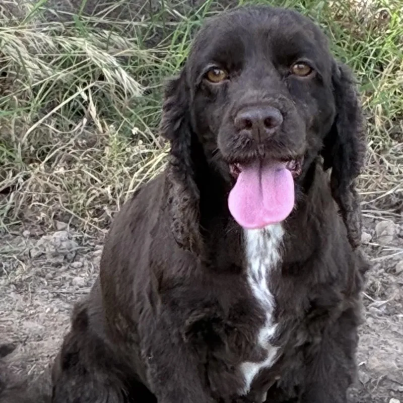 An adult small-sized female Brown / Chocolate Cocker Spaniel dog named Allison for adoption in Pelham, NH