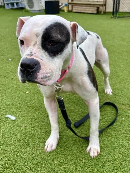 An adult large-sized female Mixed Breed dog named Kenzie for adoption in West Chester, PA