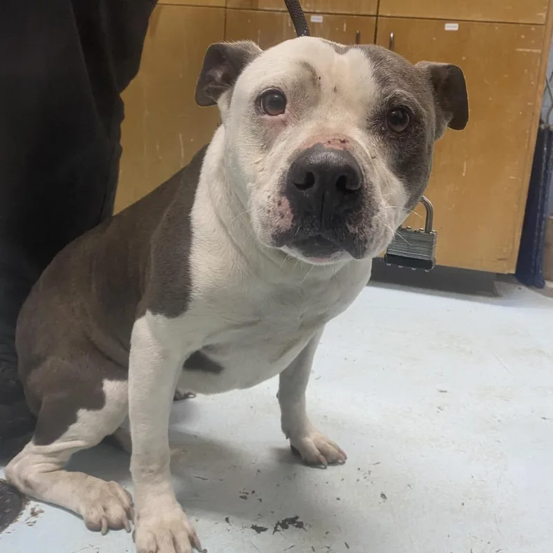 An adult large-sized female White / Cream Pit Bull Terrier dog named Stacy for adoption in Orangeburg, SC