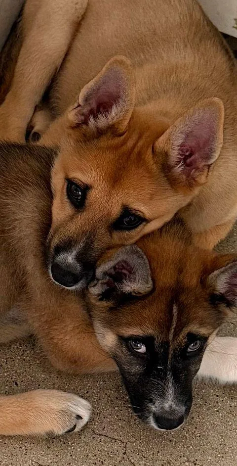 Bran The Husky Mix thumbnail 3