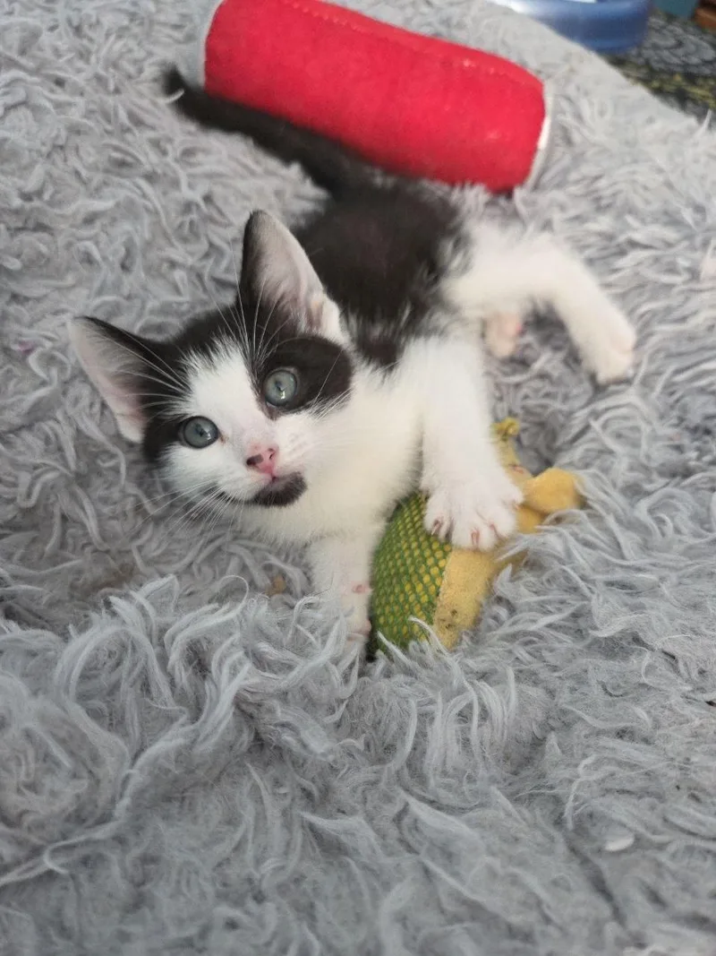 A baby medium-sized male Black & White / Tuxedo Domestic Short Hair cat named Water Bug for adoption in Royal Oak, MI