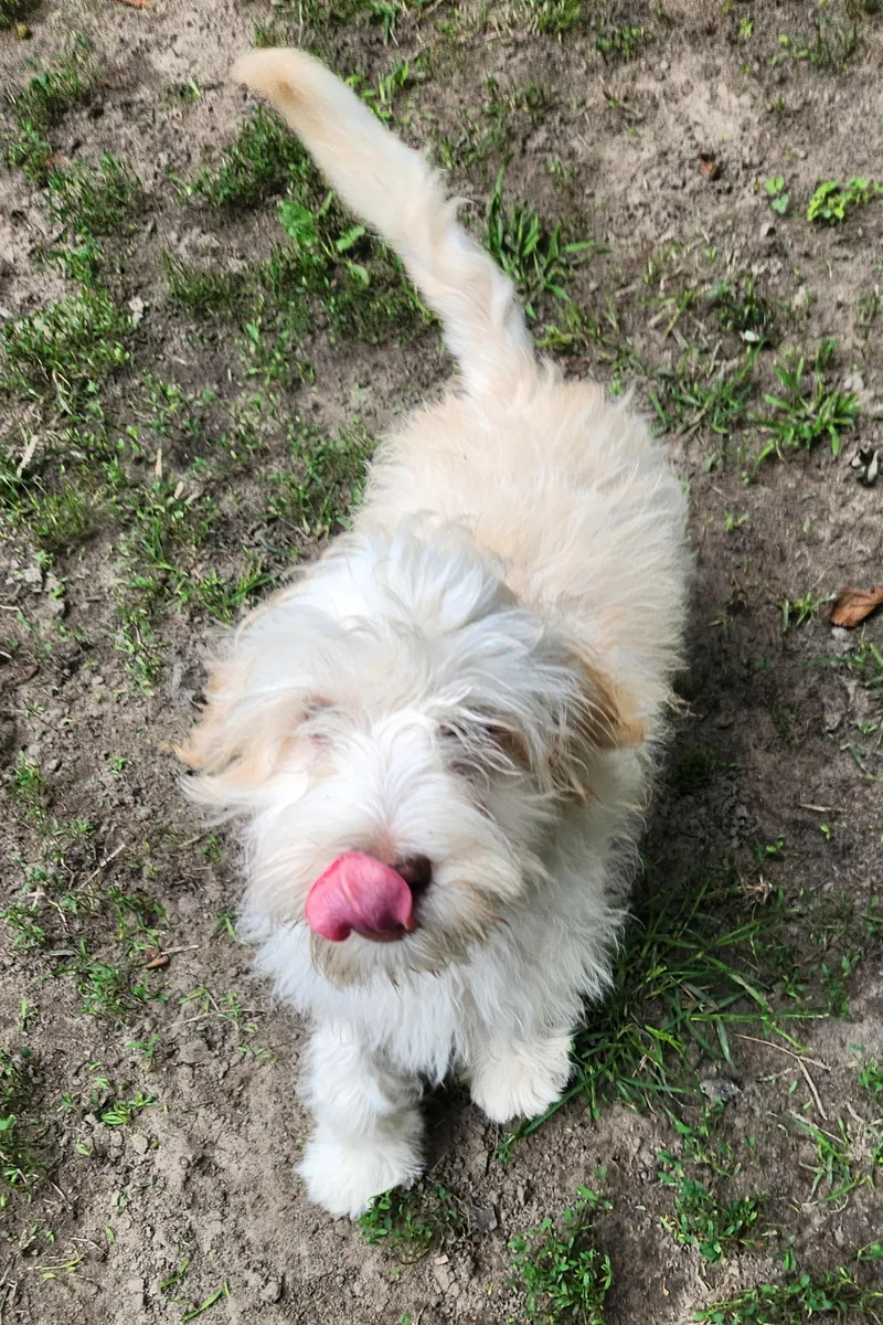 A baby medium-sized male White / Cream Labradoodle dog named Beans for adoption in Liberty Center, OH