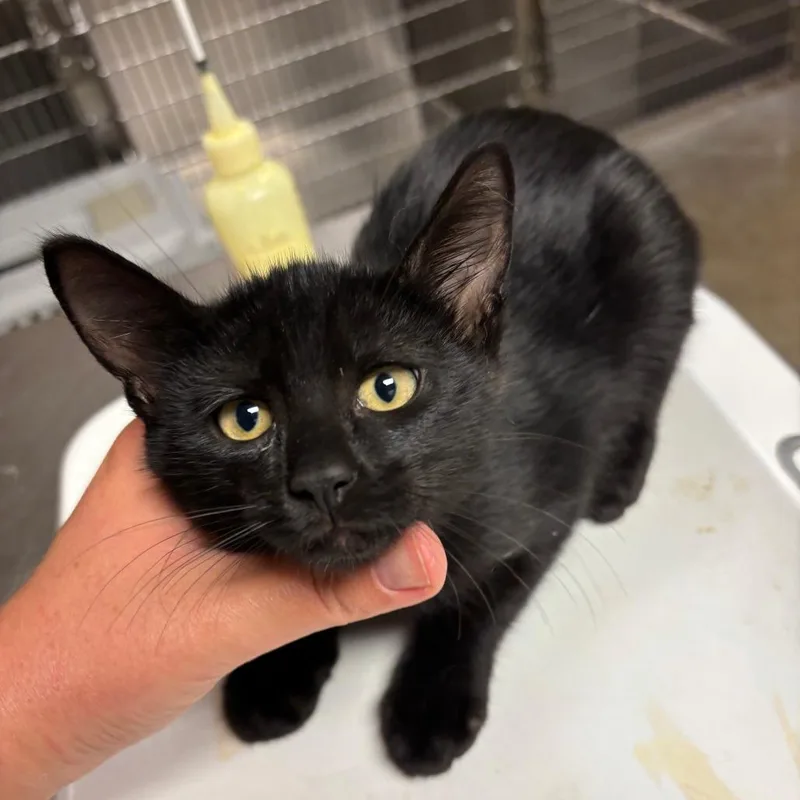 A baby small-sized male Black Domestic Short Hair cat named Biscuit for adoption in Ottawa, KS