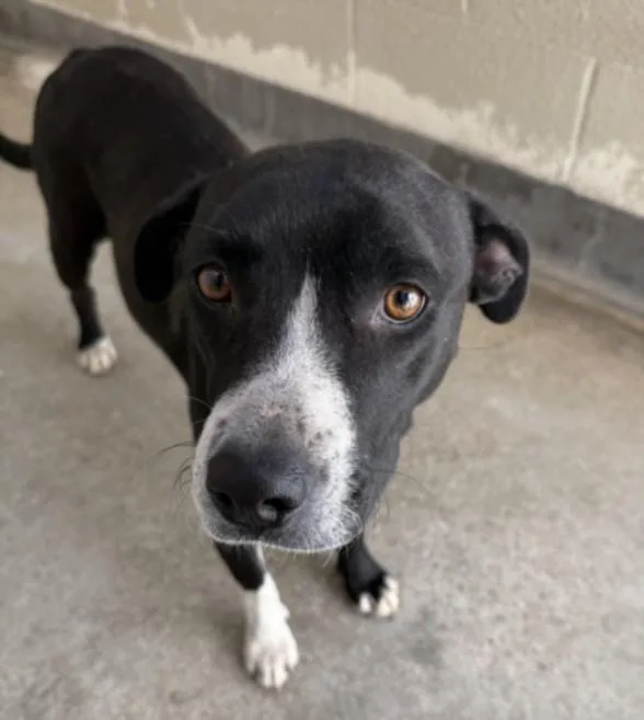 An adult large-sized female Pointer dog named Queenie for adoption in Los Angeles, CA