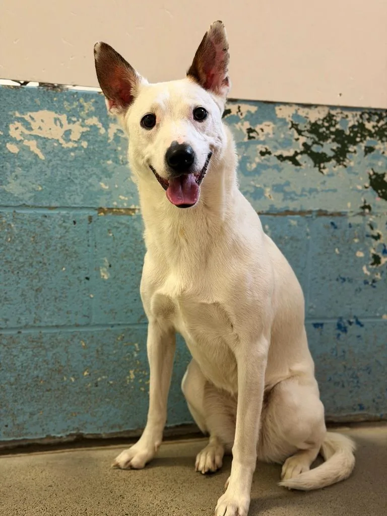 A young medium-sized female Mixed Breed dog named Selene for adoption in Olean, NY