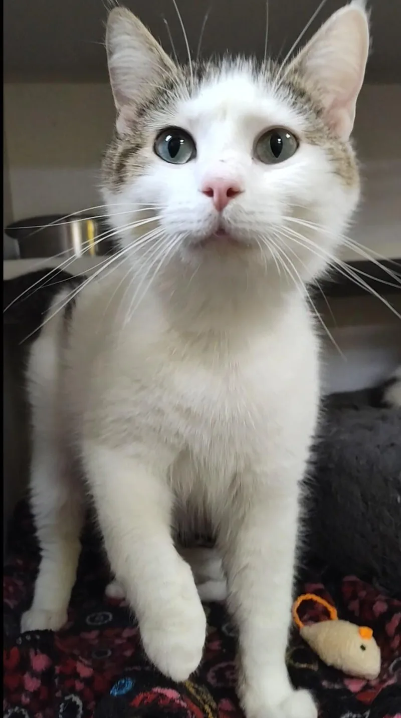 An adult medium-sized female Tabby (Brown / Chocolate) Domestic Short Hair cat named Berry for adoption in Osseo, MI