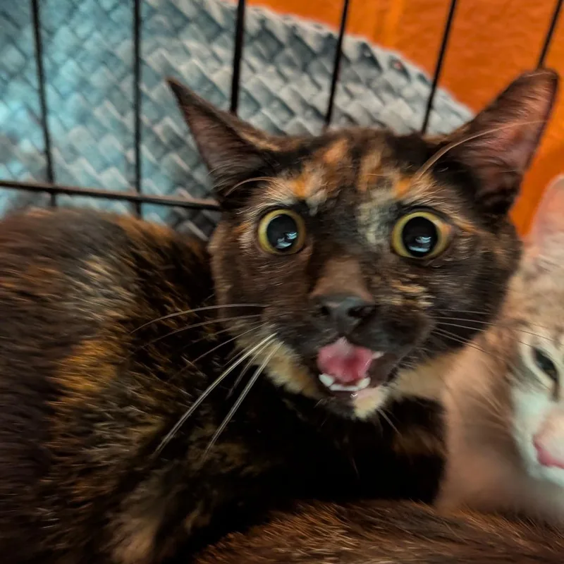 A baby small-sized female Tortoiseshell Domestic Short Hair cat named FRAStray for adoption in Reisterstown, MD