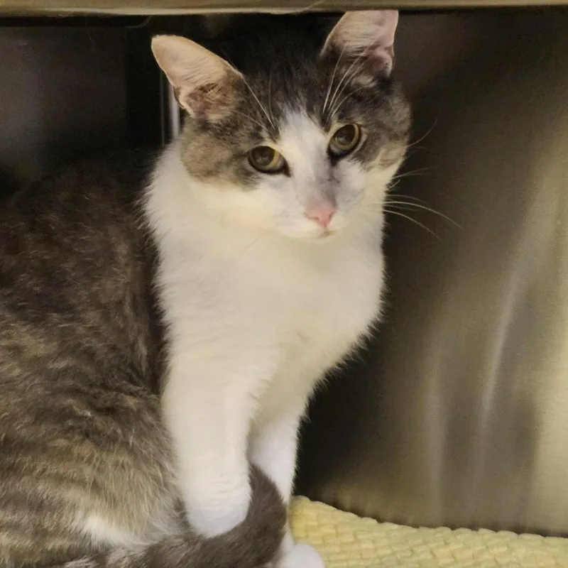 An adult large-sized male Gray / Blue / Silver Domestic Short Hair cat named Chuck for adoption in Columbia Station, OH
