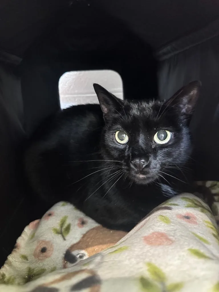 An adult medium-sized male Domestic Short Hair cat named Grogdarth for adoption in Johnson City, TN