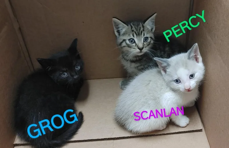 Grogdarth thumbnail 2