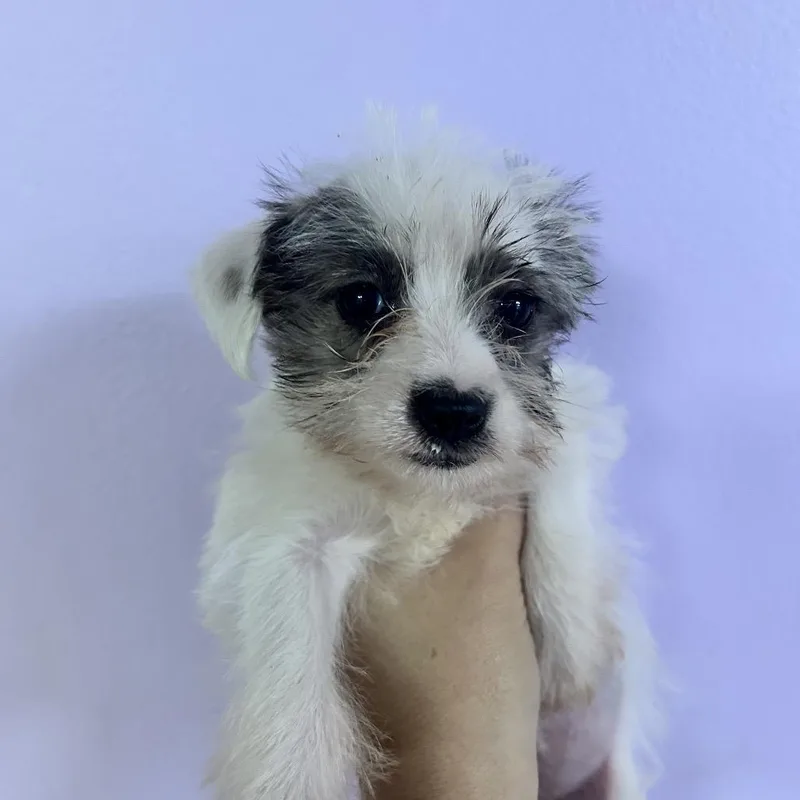 A baby small-sized female Apricot / Beige Terrier dog named Happy Frog for adoption in Northbrook, IL