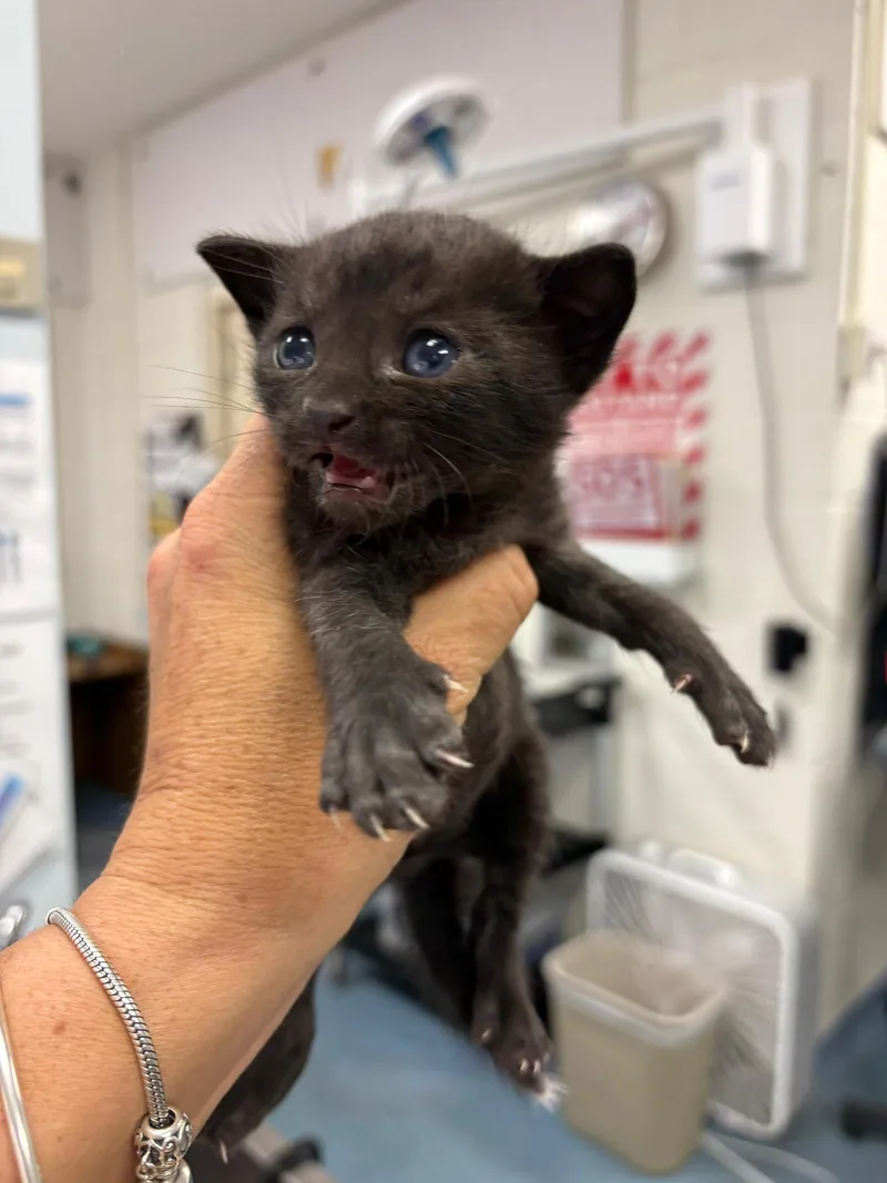 A baby medium-sized male Black Domestic Short Hair cat named Kuboda for adoption in Royal Palm Beach, FL