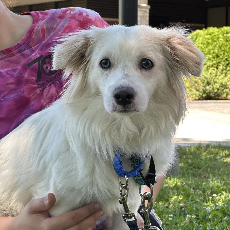 A young small-sized male Mixed Breed dog named Cobalt for adoption in Hinsdale, IL