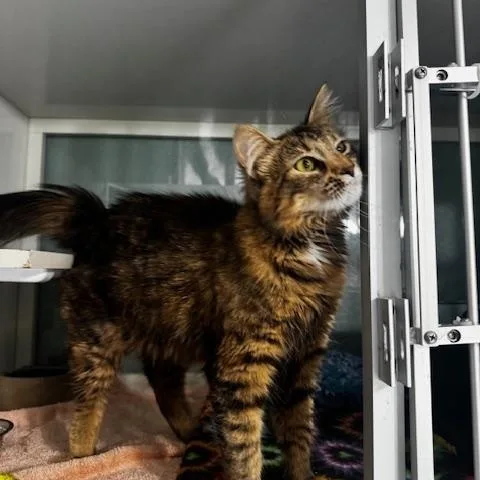 A young medium-sized female Tabby (Brown / Chocolate) Domestic Medium Hair cat named Stacia for adoption in Hutchinson, MN