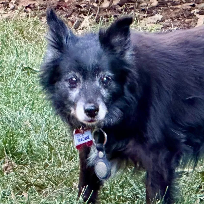 A senior small-sized female Black Pomeranian dog named Teacake for adoption in Wake Forest, NC