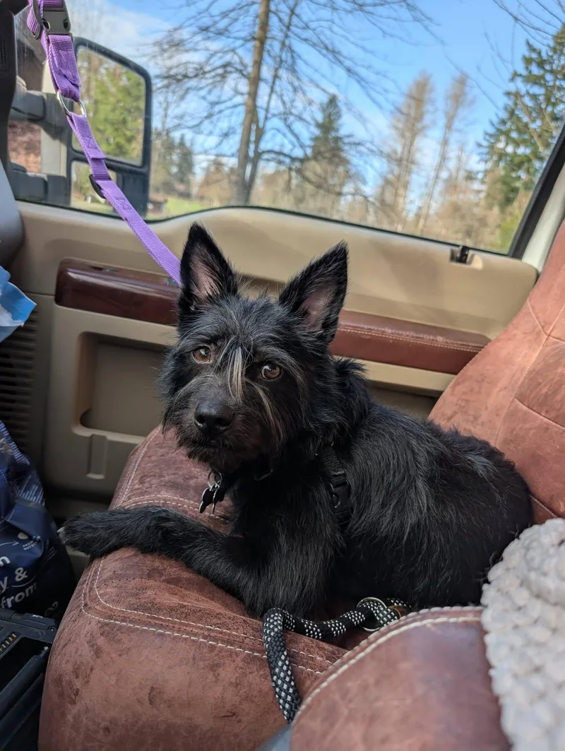 A young small-sized female Black Terrier dog named Jenzie for adoption in Covington, WA
