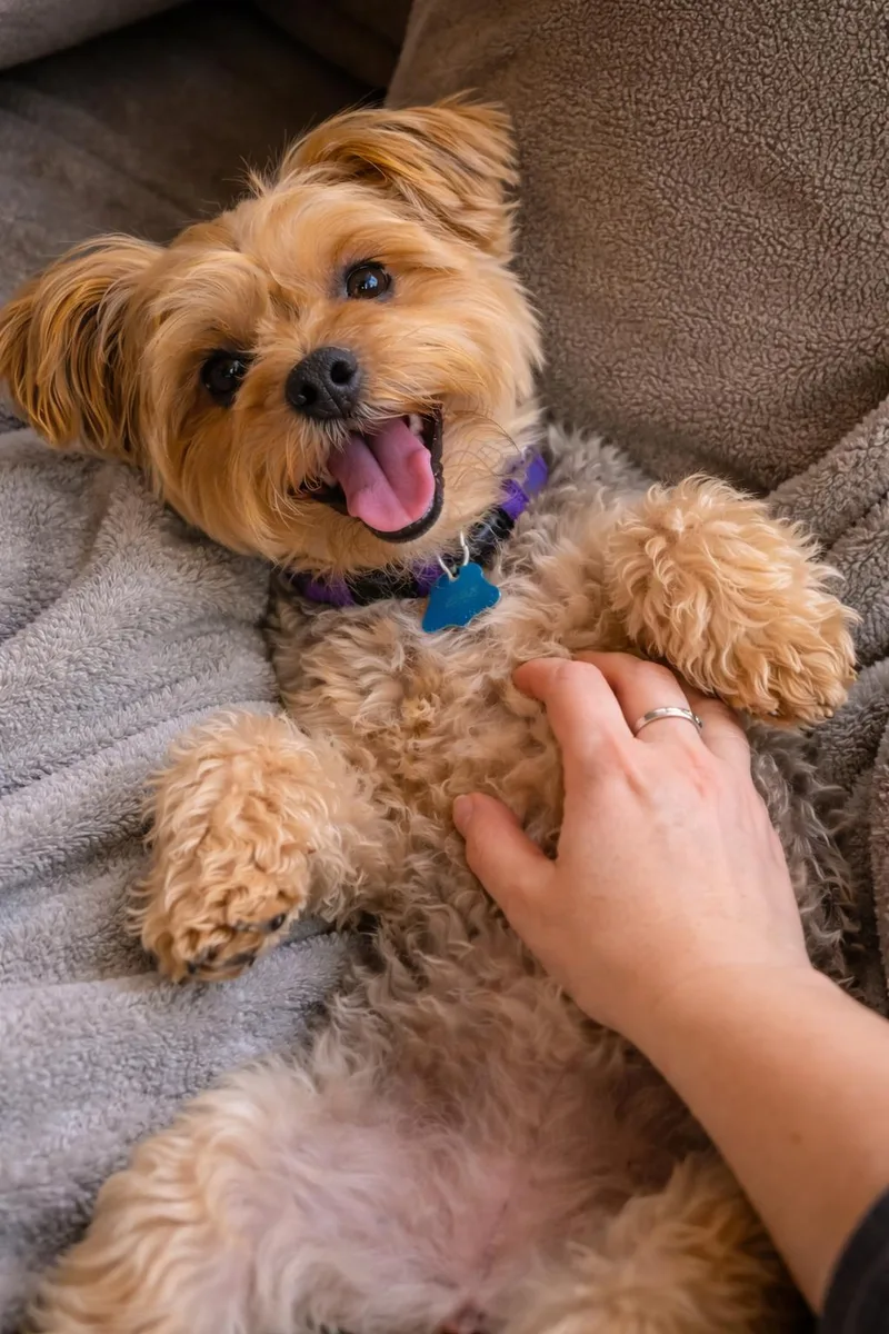 Snuggles And Cuddles thumbnail 6