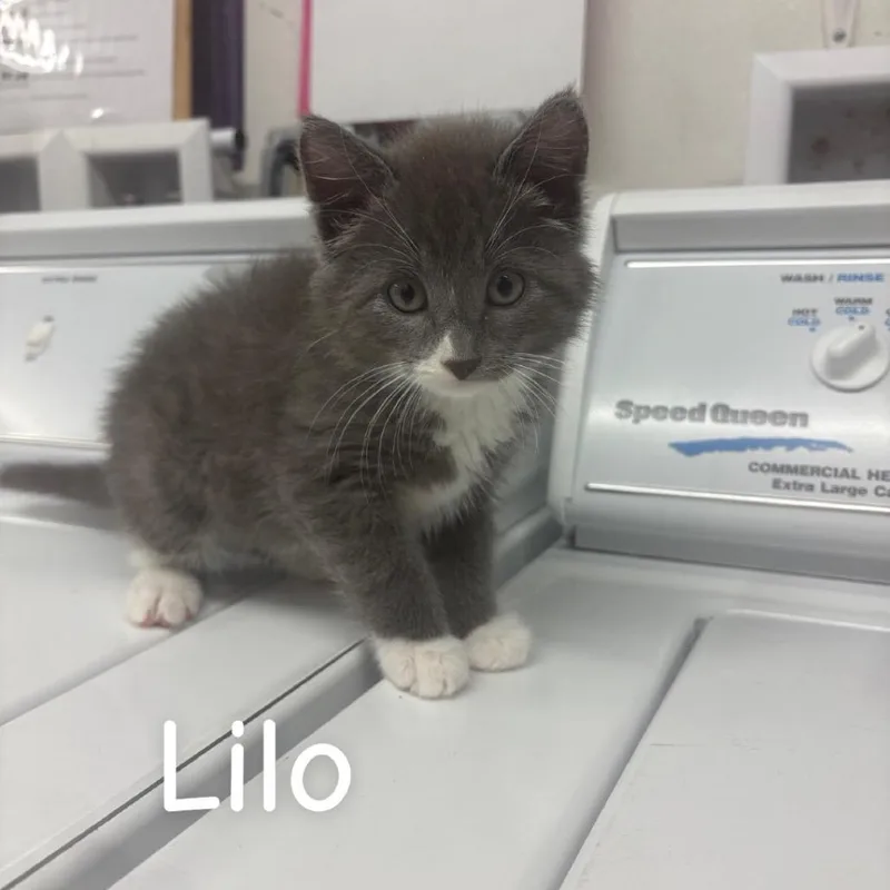 Lilo