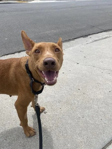 An adult large-sized female Pit Bull Terrier dog named Melanie for adoption in San Diego, CA