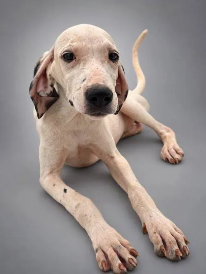 A young medium-sized female Pointer dog named Cassie for adoption in Bowling Green, KY