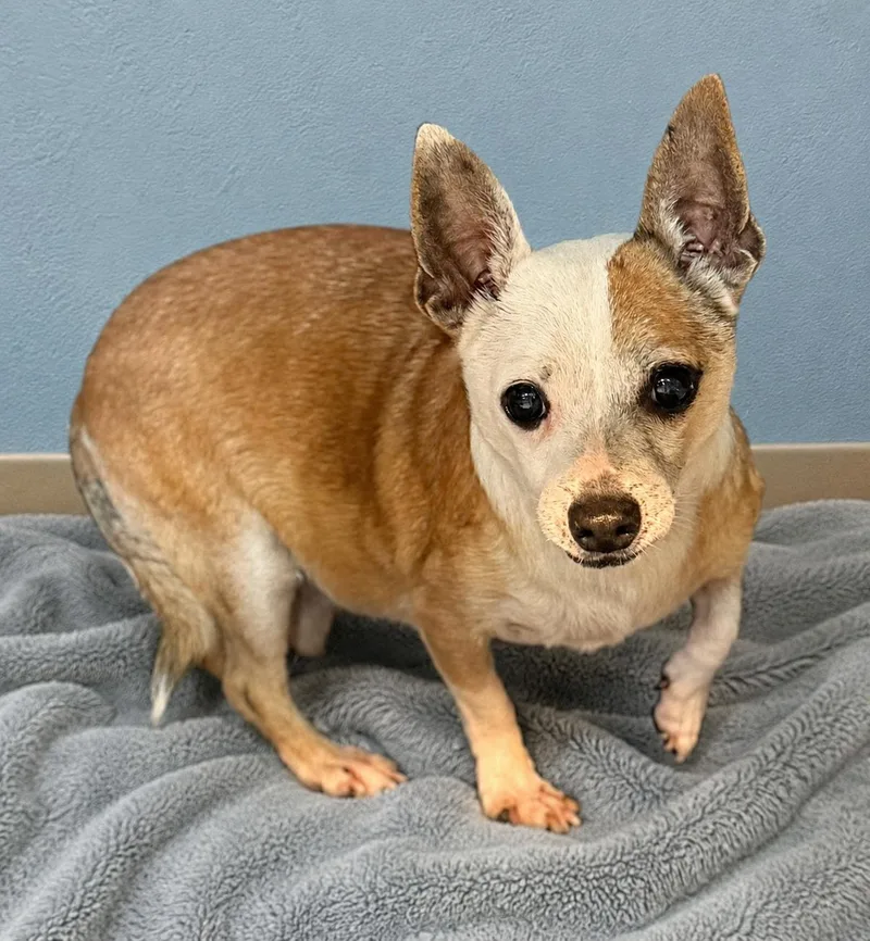 A senior small-sized male White / Cream Chihuahua dog named Carson for adoption in Boca Raton, FL