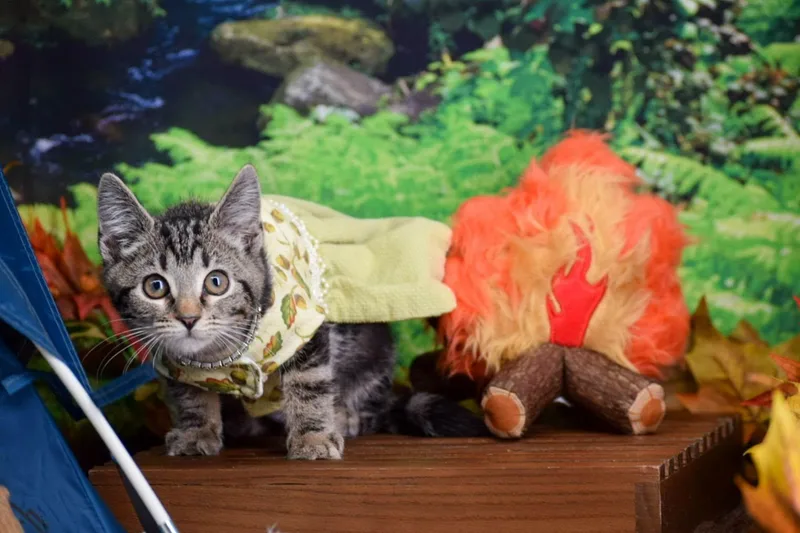 A baby medium-sized female Domestic Short Hair cat named Hike for adoption in Sevierville, TN