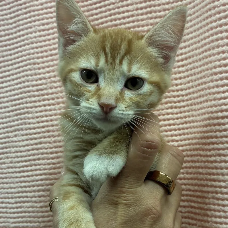 A baby small-sized female Orange / Red Domestic Short Hair cat named Pua for adoption in Sonoma, CA