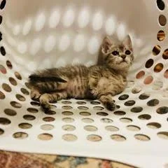 A baby small-sized female Gray / Blue / Silver Domestic Short Hair cat named Ms. White for adoption in St. Paul, MN
