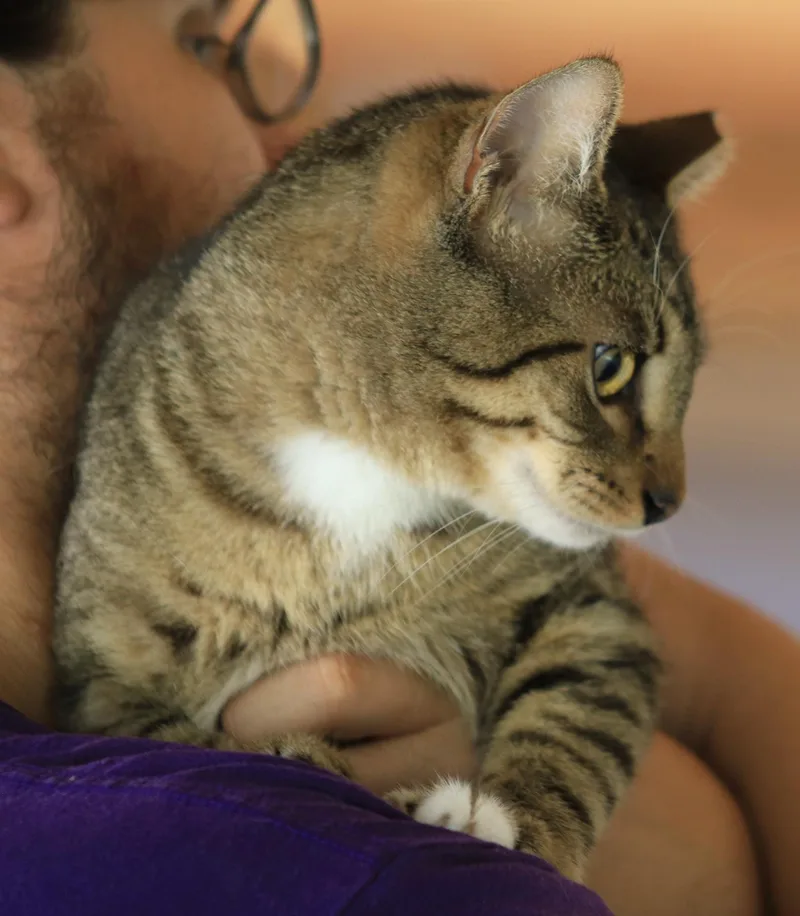 A young medium-sized male Domestic Short Hair cat named Brownie for adoption in North Fort Myers, FL