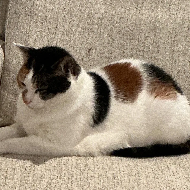 An adult medium-sized female White Domestic Short Hair cat named Patches for adoption in Candler, NC