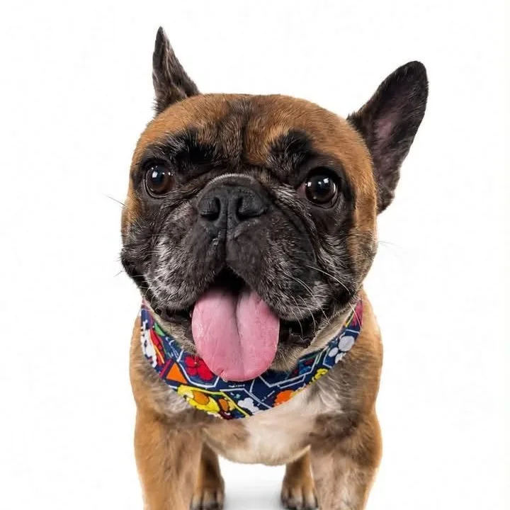 A young small-sized male French Bulldog dog named Doink for adoption in Mead, CO