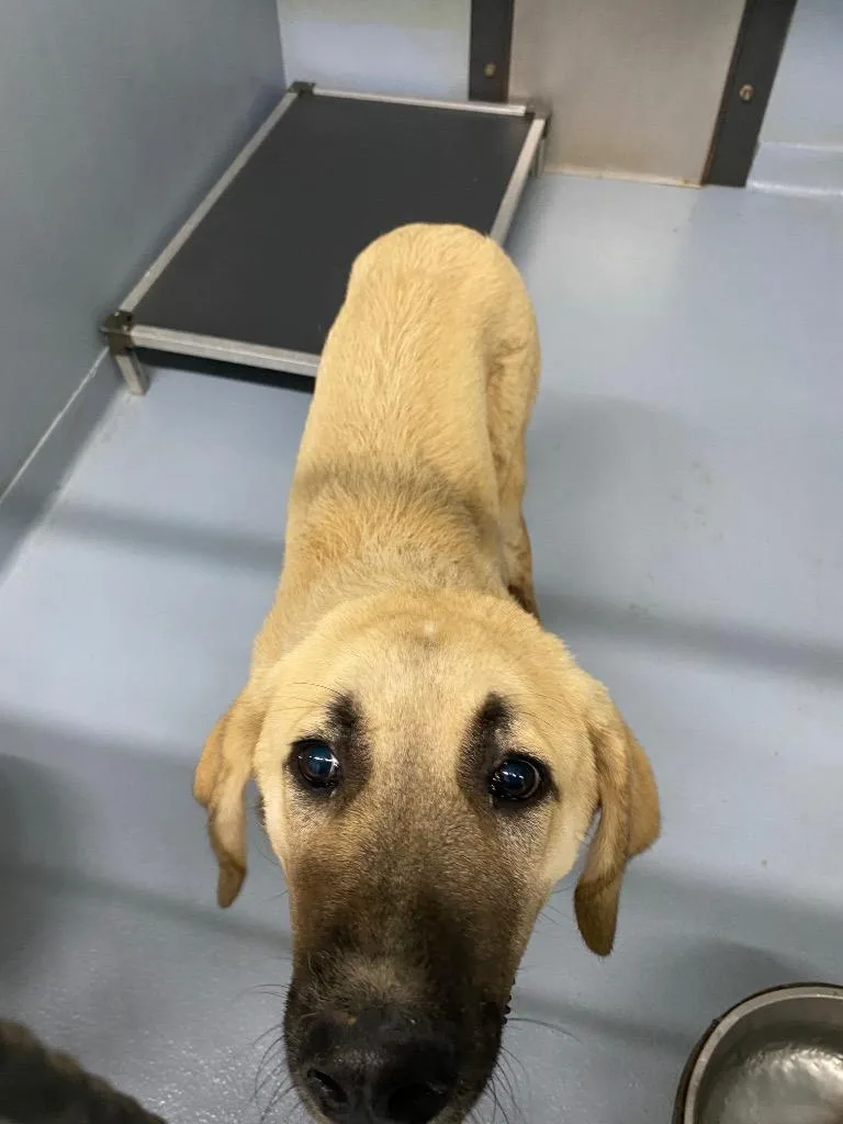 A baby large-sized male Shepherd dog named Bane for adoption in Cartersville , GA